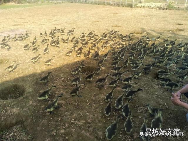 怎样养鹅才能使鹅的成活率高、出栏快？