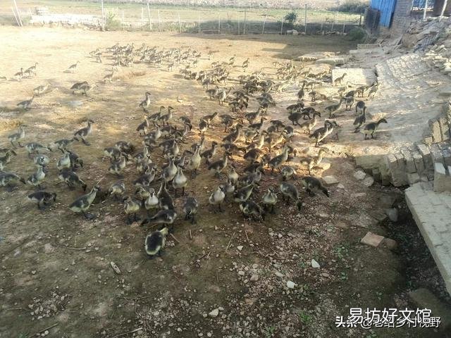 怎样养鹅才能使鹅的成活率高、出栏快？