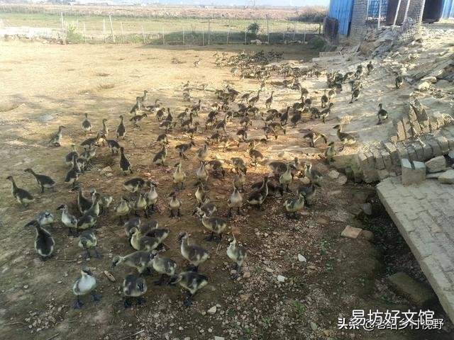 怎样养鹅才能使鹅的成活率高、出栏快？