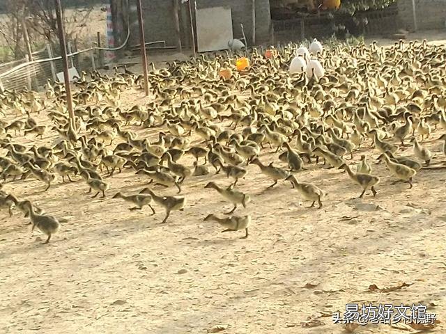 怎样养鹅才能使鹅的成活率高、出栏快？