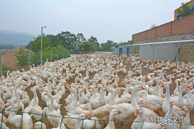 怎样养鹅才能使鹅的成活率高、出栏快？