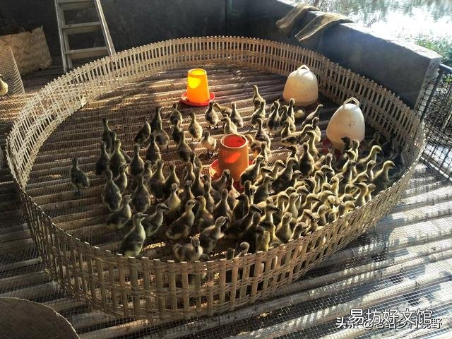 怎样养鹅才能使鹅的成活率高、出栏快？