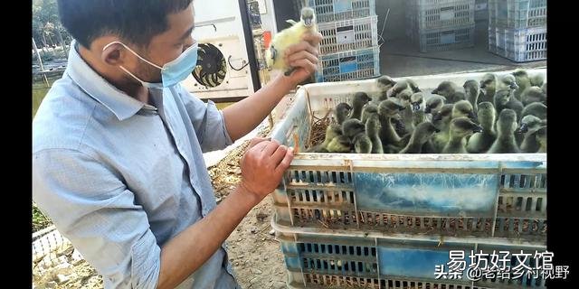 怎样养鹅才能使鹅的成活率高、出栏快？