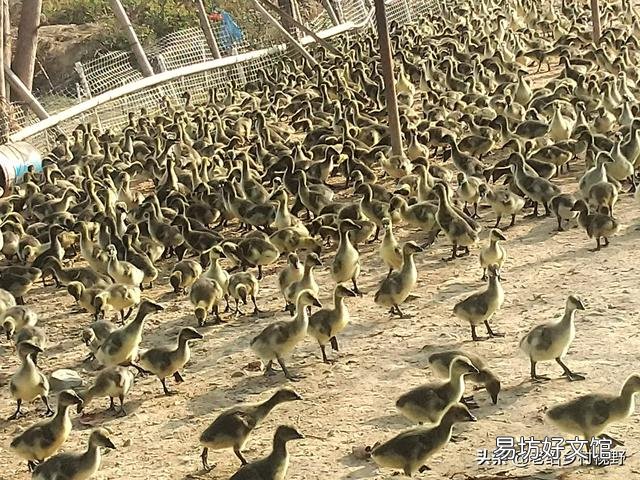 怎样养鹅才能使鹅的成活率高、出栏快？