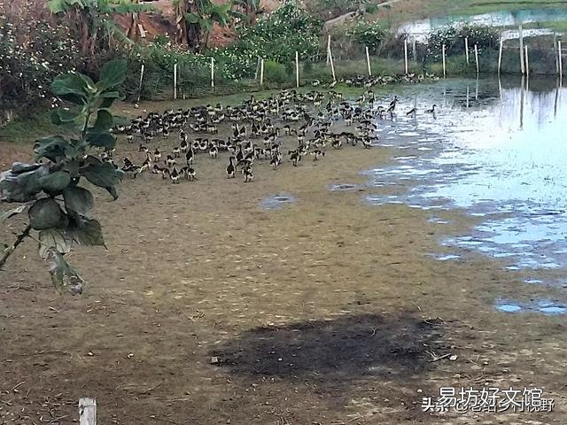 怎样养鹅才能使鹅的成活率高、出栏快？