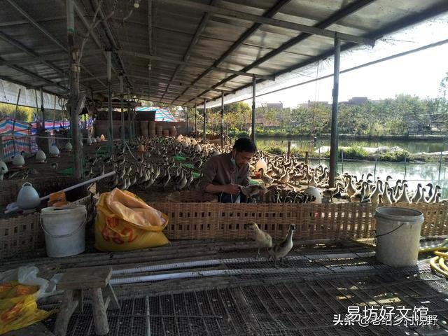 怎样养鹅才能使鹅的成活率高、出栏快？