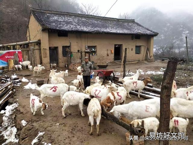 母羊显奶后多久下羔?