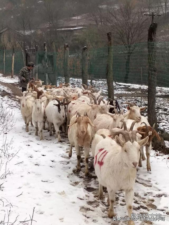 母羊显奶后多久下羔?