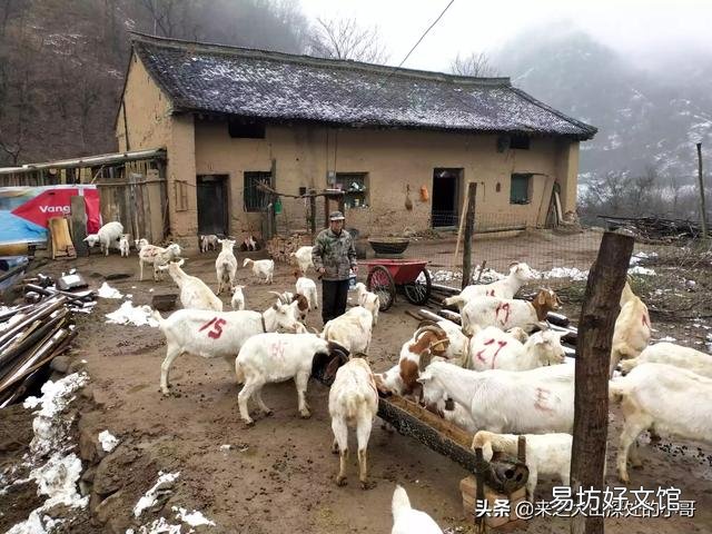 母羊显奶后多久下羔?