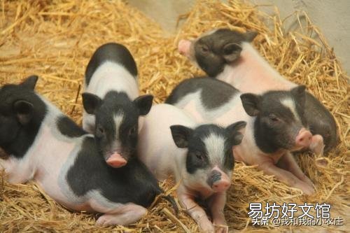 2019年養(yǎng)豬失敗后的你現(xiàn)在做什么呢？