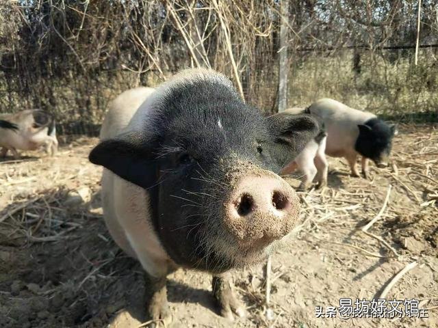 2019年養(yǎng)豬失敗后的你現(xiàn)在做什么呢？