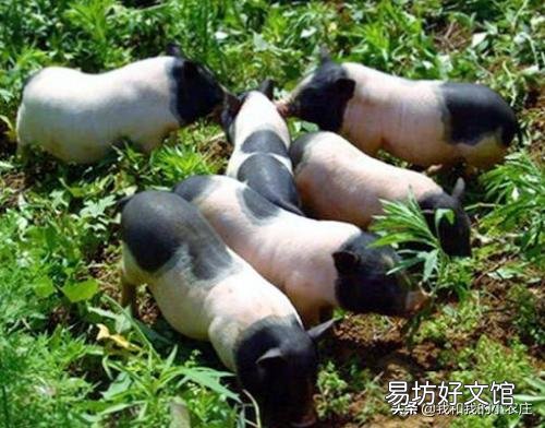 2019年養(yǎng)豬失敗后的你現(xiàn)在做什么呢？