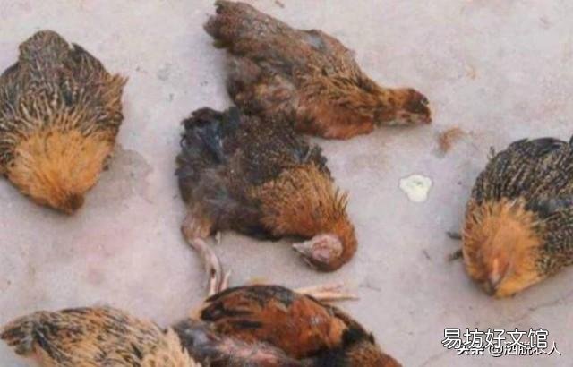 成年鸡拉白色稀粪怎么治?