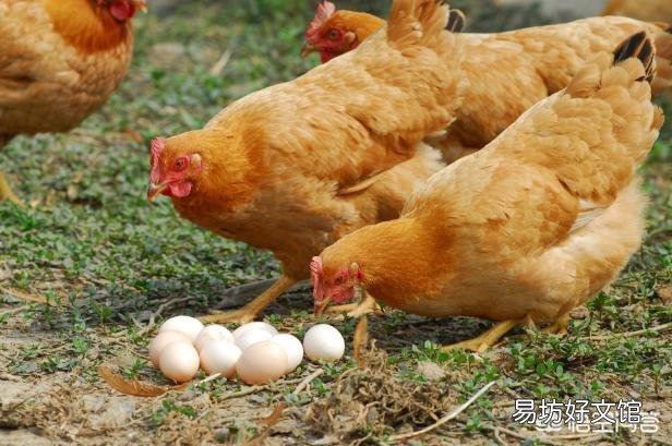 成年鸡拉白色稀粪怎么治?