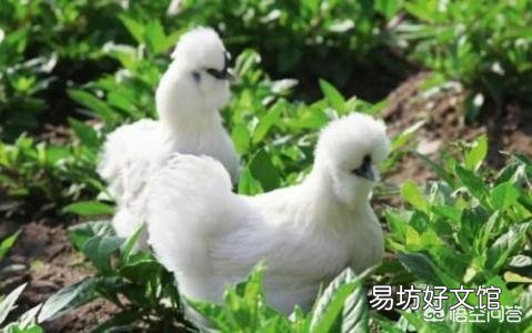 成年鸡拉白色稀粪怎么治?