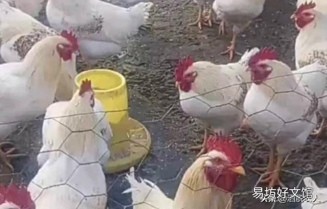 成年鸡拉白色稀粪怎么治?