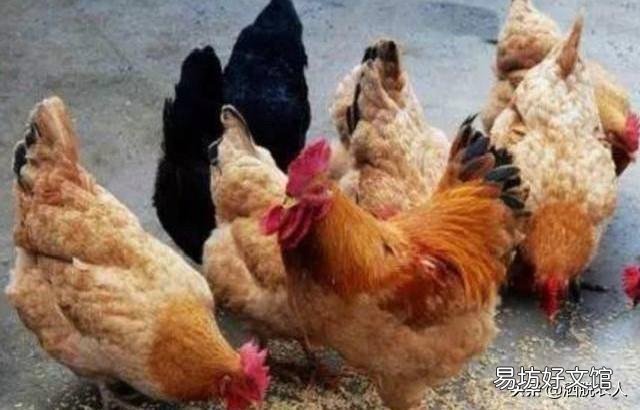 成年鸡拉白色稀粪怎么治?