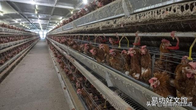 成年鸡拉白色稀粪怎么治?