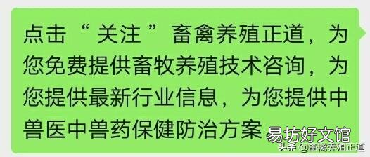 成年鸡拉白色稀粪怎么治?