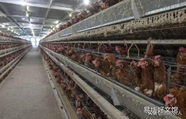 成年鸡拉白色稀粪怎么治?