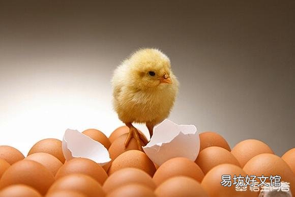 成年鸡拉白色稀粪怎么治?