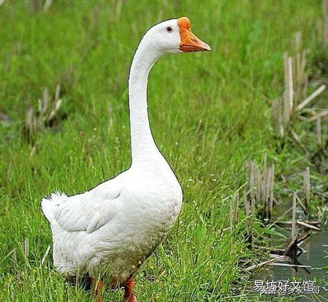 原生态农业还要不要坚持？为什么？