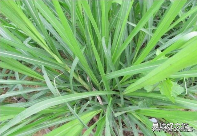 种植皇竹草能否作为养鹅草材?