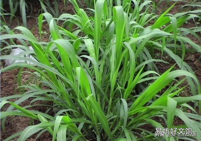 种植皇竹草能否作为养鹅草材?