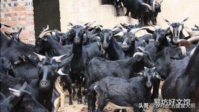 农村放养母羊80只,一年可以收入多少?