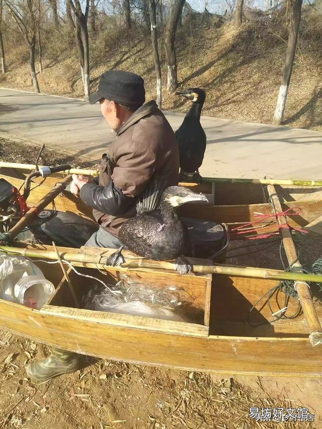 养鸡,疫苗拌料有用吗?为什么?