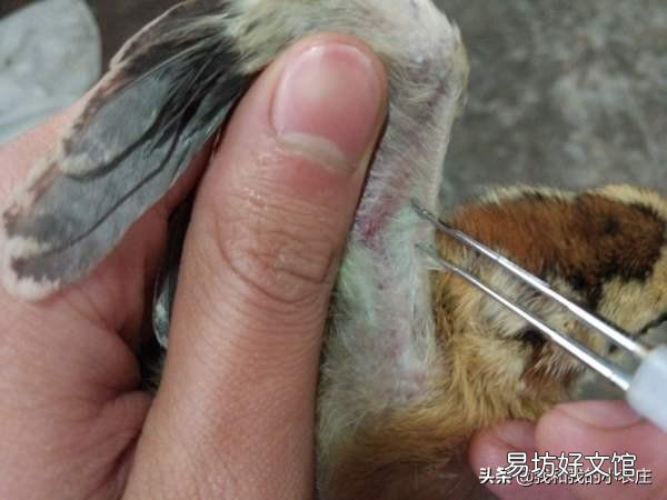养鸡,疫苗拌料有用吗?为什么?