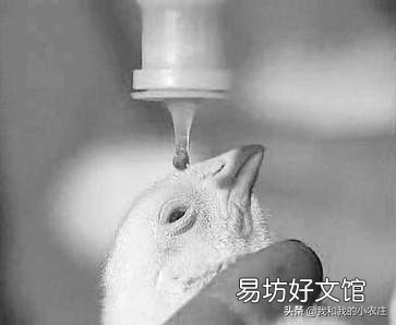 养鸡,疫苗拌料有用吗?为什么?