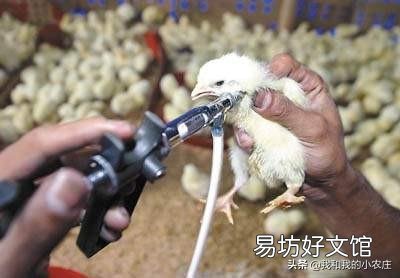 养鸡,疫苗拌料有用吗?为什么?