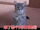 一个月的布偶猫怎么看品相 布偶猫幼崽怎么看品相