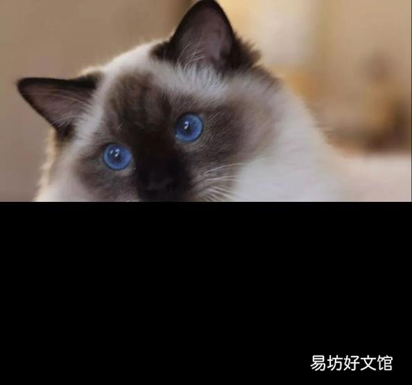 一个月的布偶猫怎么看品相 布偶猫幼崽怎么看品相