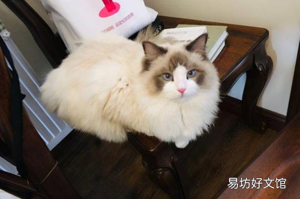 一个月的布偶猫怎么看品相 布偶猫幼崽怎么看品相