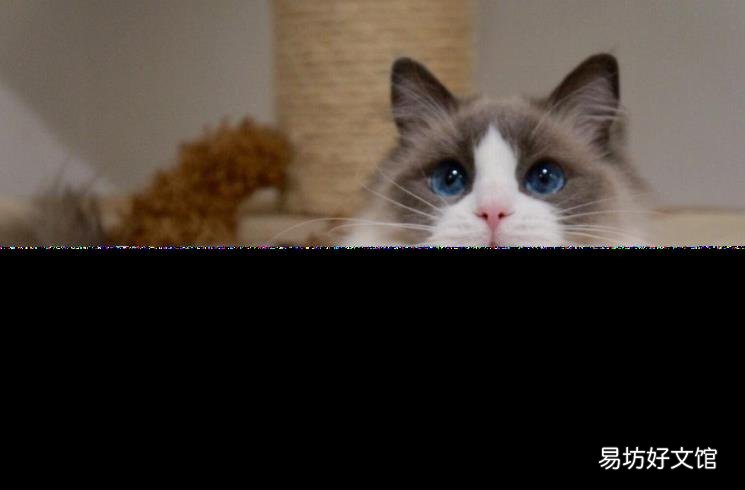 一个月的布偶猫怎么看品相 布偶猫幼崽怎么看品相