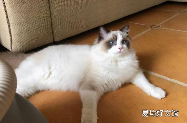 一个月的布偶猫怎么看品相 布偶猫幼崽怎么看品相