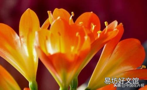 总送鲜花谁不腻 教师节给老师送什么花