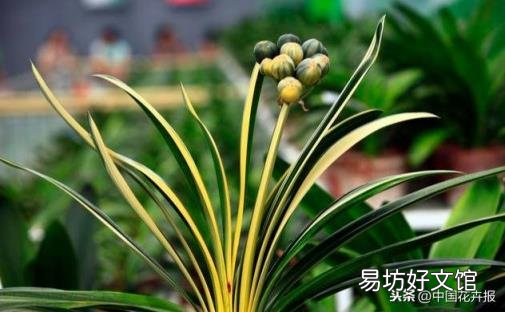 总送鲜花谁不腻 教师节给老师送什么花
