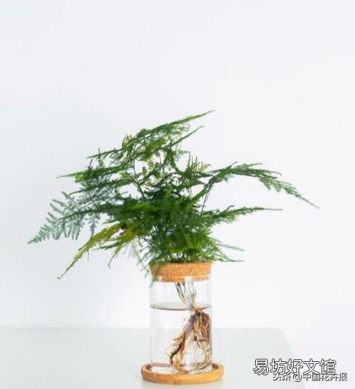 总送鲜花谁不腻 教师节给老师送什么花