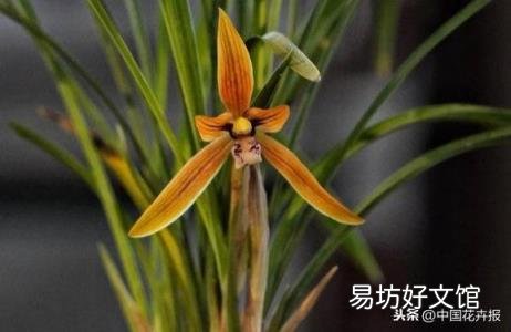 总送鲜花谁不腻 教师节给老师送什么花