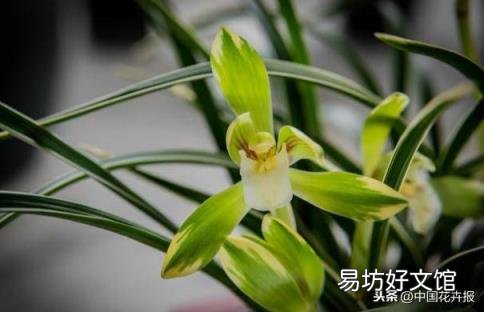 总送鲜花谁不腻 教师节给老师送什么花