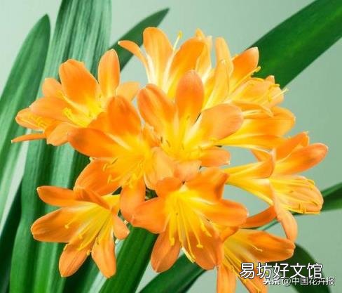 总送鲜花谁不腻 教师节给老师送什么花