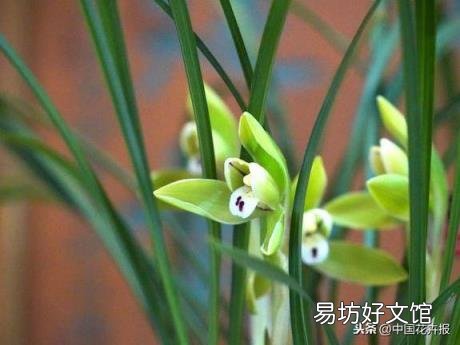 总送鲜花谁不腻 教师节给老师送什么花