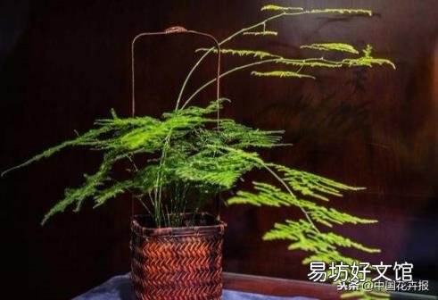 总送鲜花谁不腻 教师节给老师送什么花