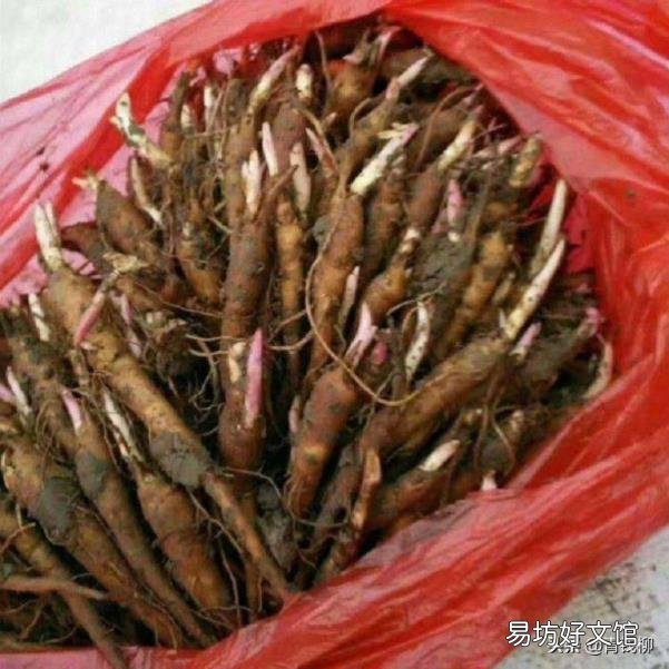 绿色食品原料白芍栽培技术规程 白芍栽培