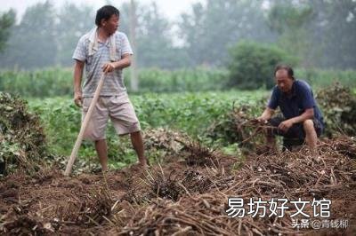 绿色食品原料白芍栽培技术规程 白芍栽培