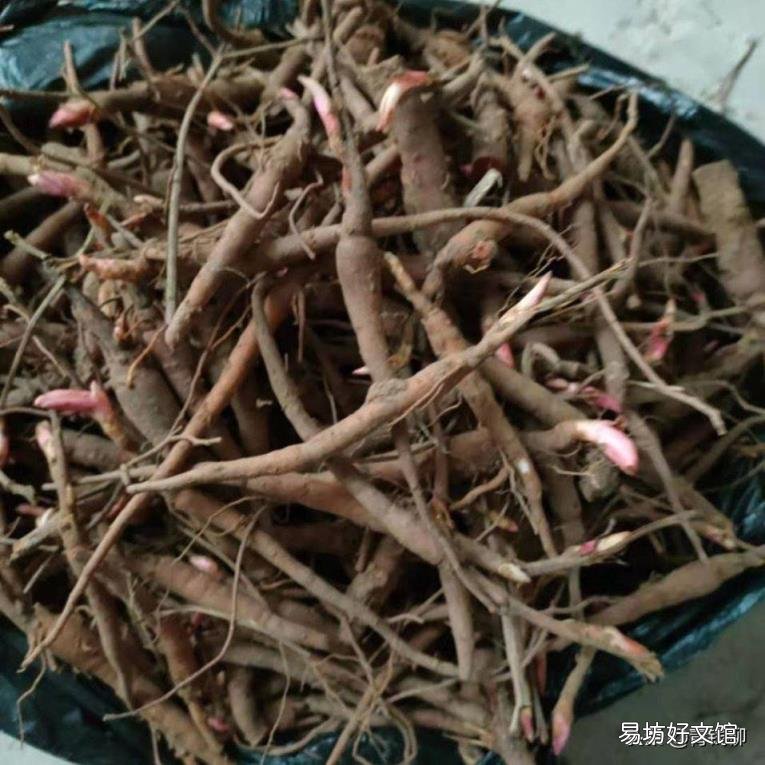 绿色食品原料白芍栽培技术规程 白芍栽培