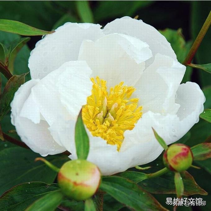 绿色食品原料白芍栽培技术规程 白芍栽培